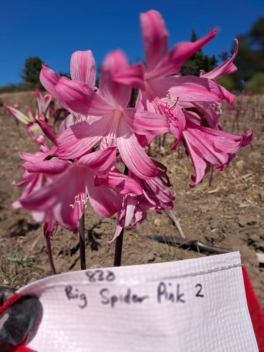 1 Amaryllis Belladonna 830BigSpider