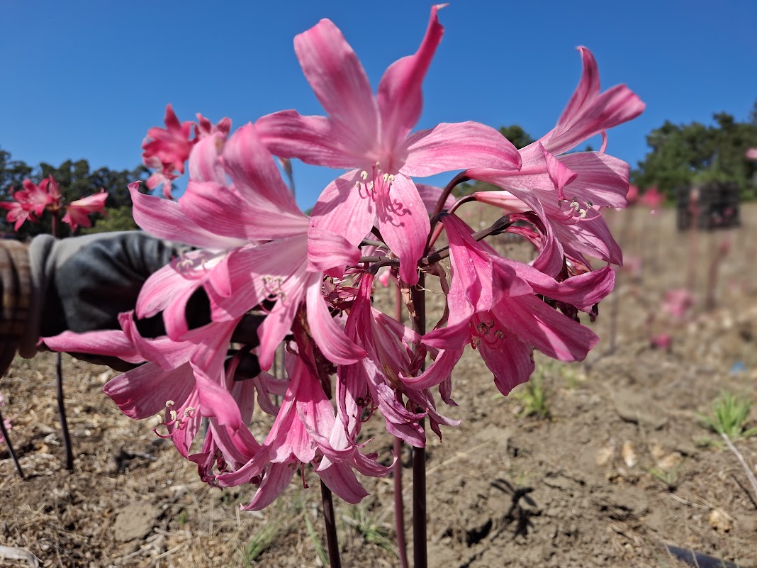 1 Amaryllis Belladonna 830BigSpider