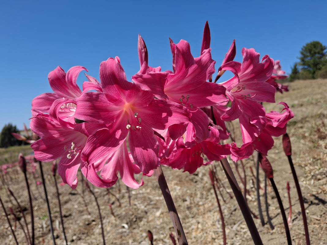 1 Amaryllis Belladonna 830DRaav