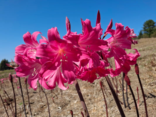 1 Amaryllis Belladonna 830DRaav