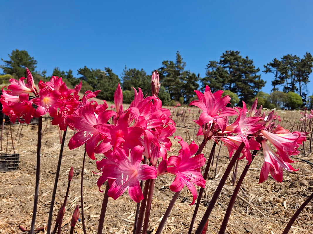 1 Amaryllis Belladonna 830MG-2