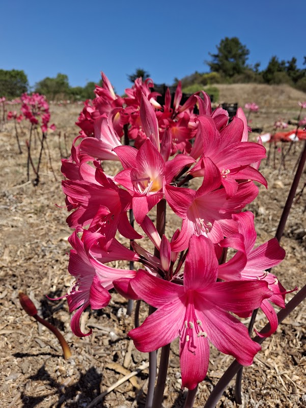 1 Amaryllis Belladonna 830MG-2