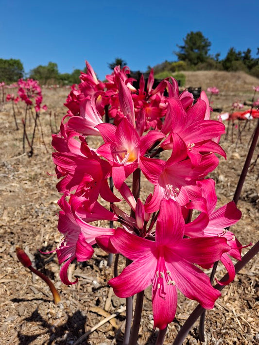 1 Amaryllis Belladonna 830MG-2