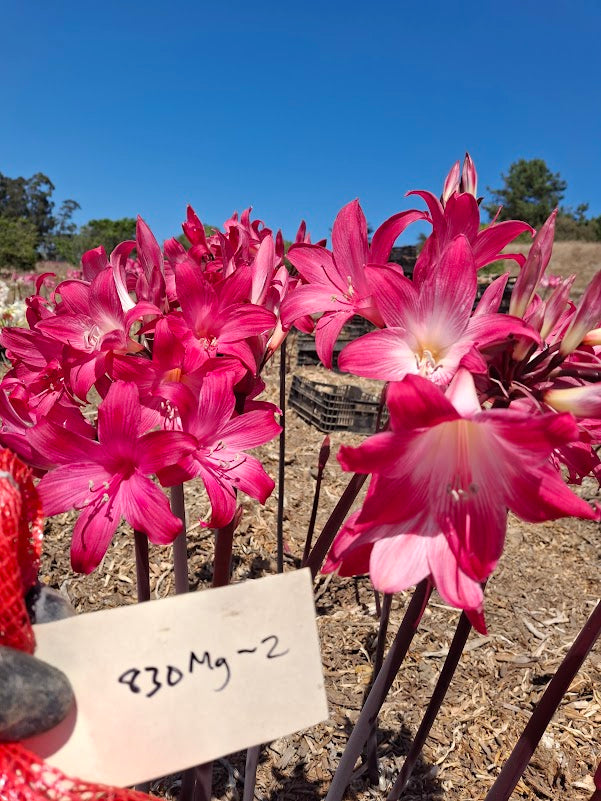 1 Amaryllis Belladonna 830MG-2