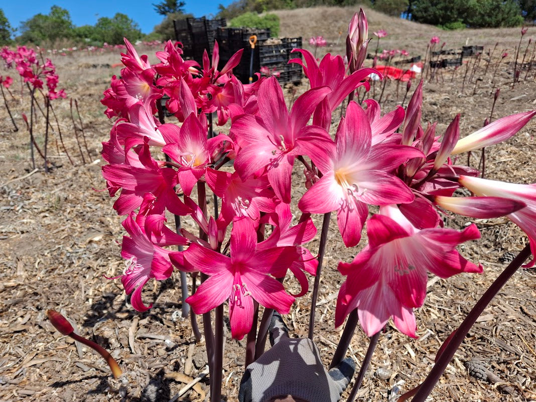 1 Amaryllis Belladonna 830MG-2