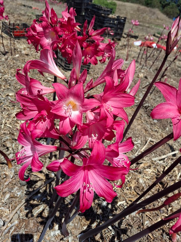 1 Amaryllis Belladonna 830MG-2