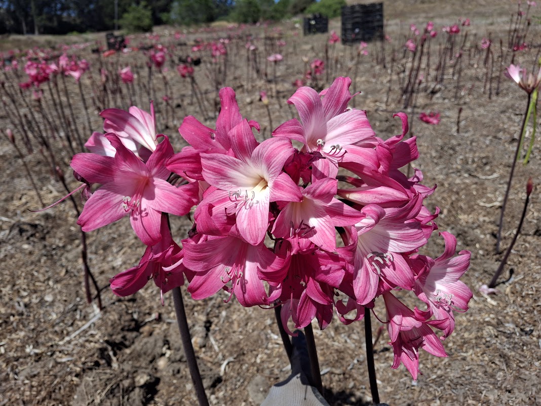 1 Amaryllis Belladonna 830P3