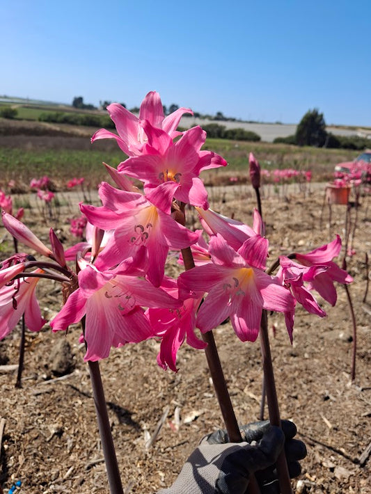 1 Amaryllis Belladonna 830P4