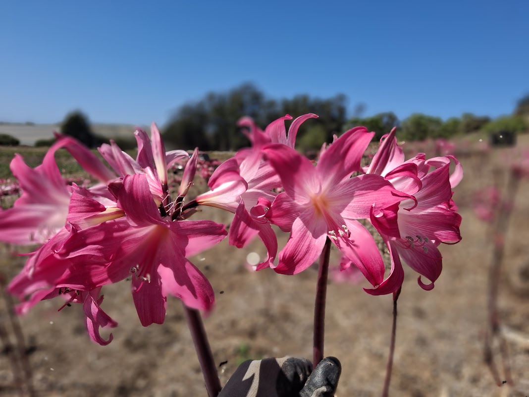 1 Amaryllis Belladonna 830P5