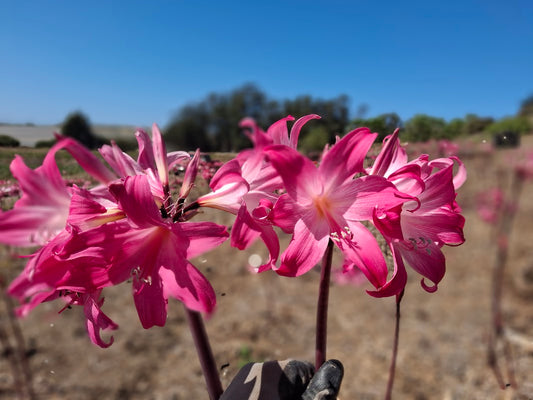 1 Amaryllis Belladonna 830P5