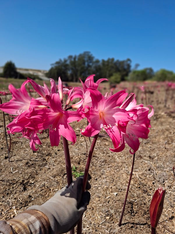 1 Amaryllis Belladonna 830P5