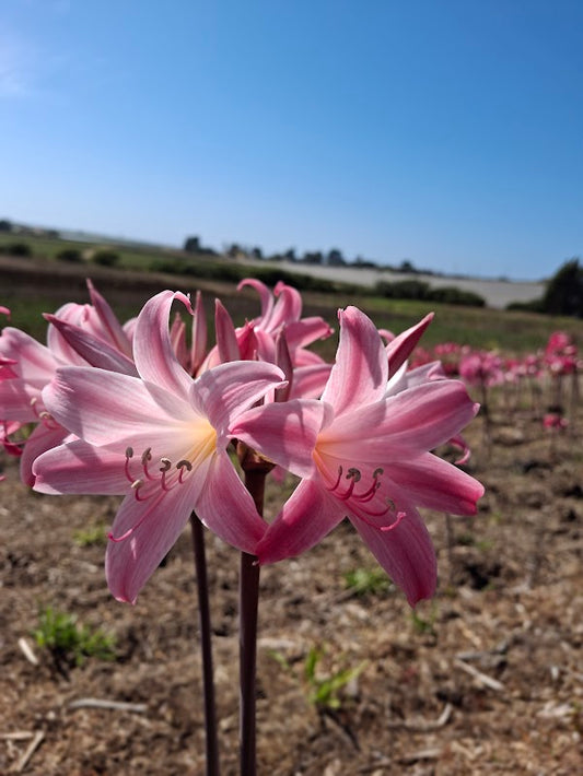 1 Amaryllis Belladonna 830P6 (Copy)