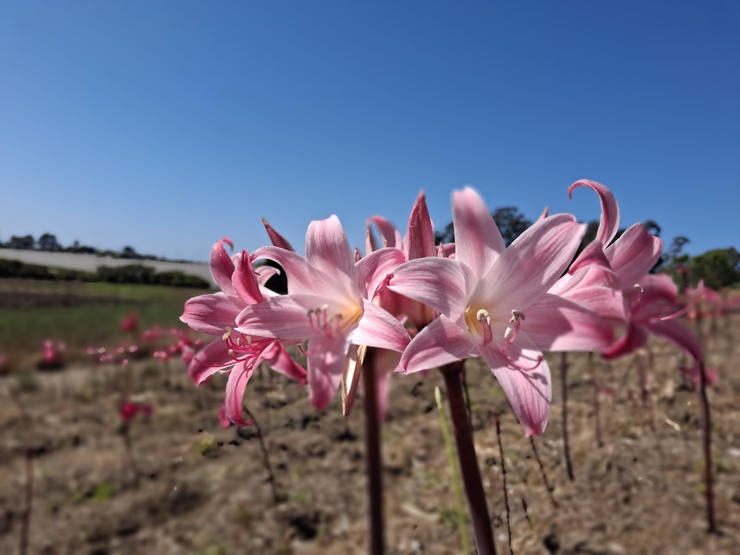 1 Amaryllis Belladonna 830P6 (Copy)