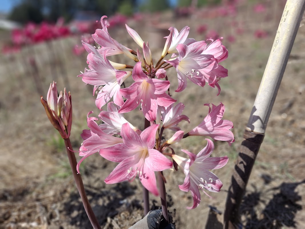 1 Amaryllis Belladonna 830P6 (Copy)