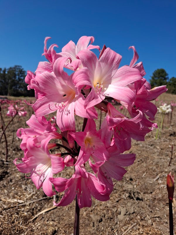 1 Amaryllis Belladonna 830P9