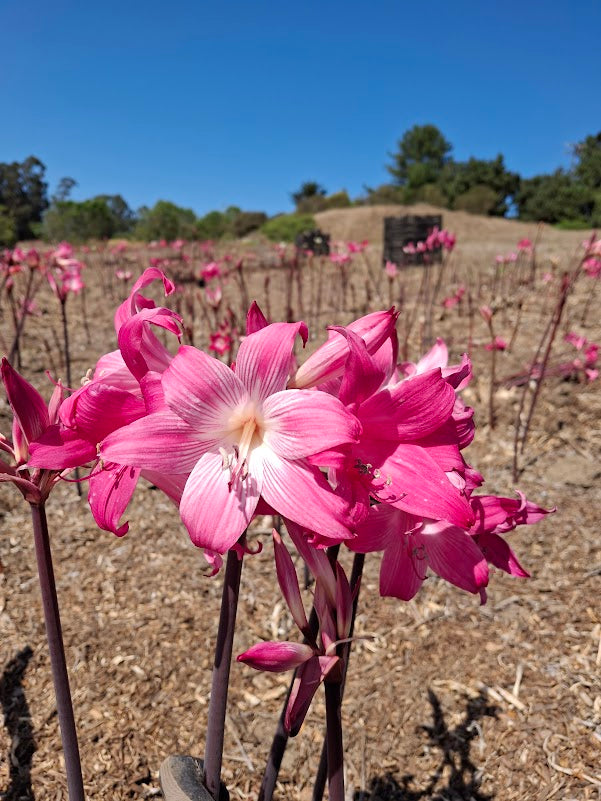 1 Amaryllis Belladonna 830P5