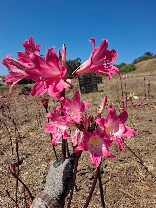 1 Amaryllis Belladonna 830TallP