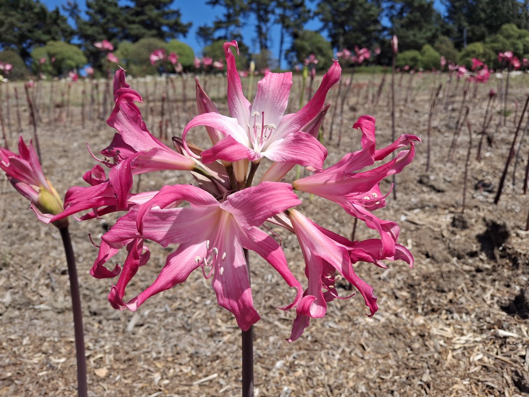 1 Amaryllis Belladonna 830Twist