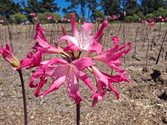 1 Amaryllis Belladonna 830Twist