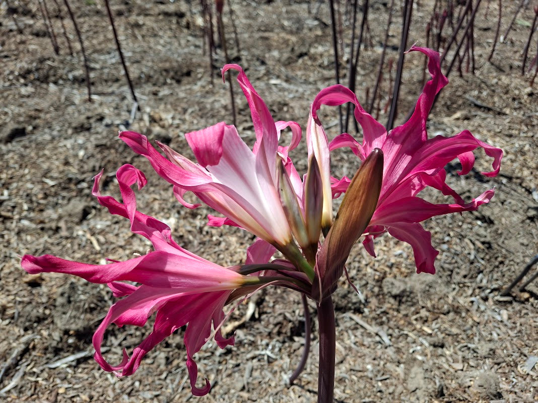 1 Amaryllis Belladonna 830Twist