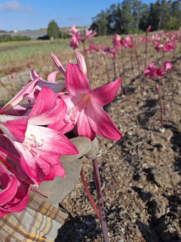 1 Amaryllis Belladonna 91BigHP2