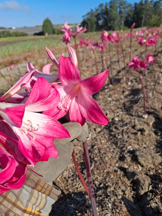 1 Amaryllis Belladonna 91BigHP2