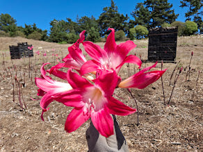 1 Amaryllis Belladonna 91Cherry+