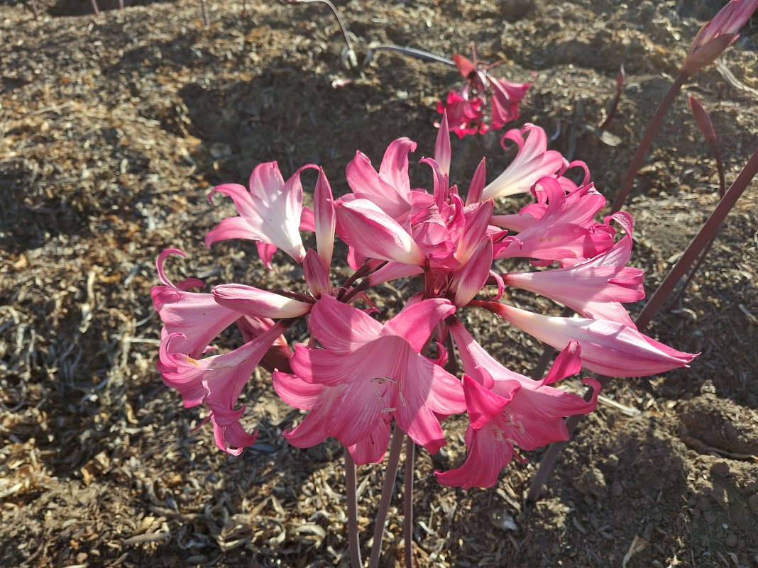 1 Amaryllis Belladonna 91HP2