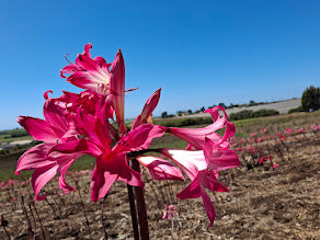 1 Amaryllis Belladonna 91HPFlaredPetal