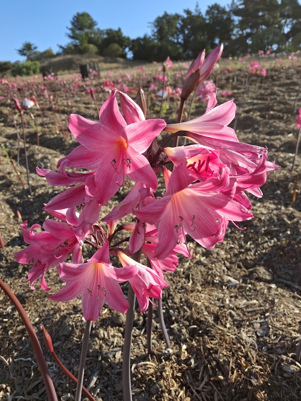 1 Amaryllis Belladonna 91HPstripe