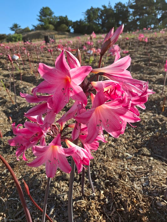 1 Amaryllis Belladonna 91HPstripe