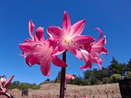 1 Amaryllis Belladonna 91P3