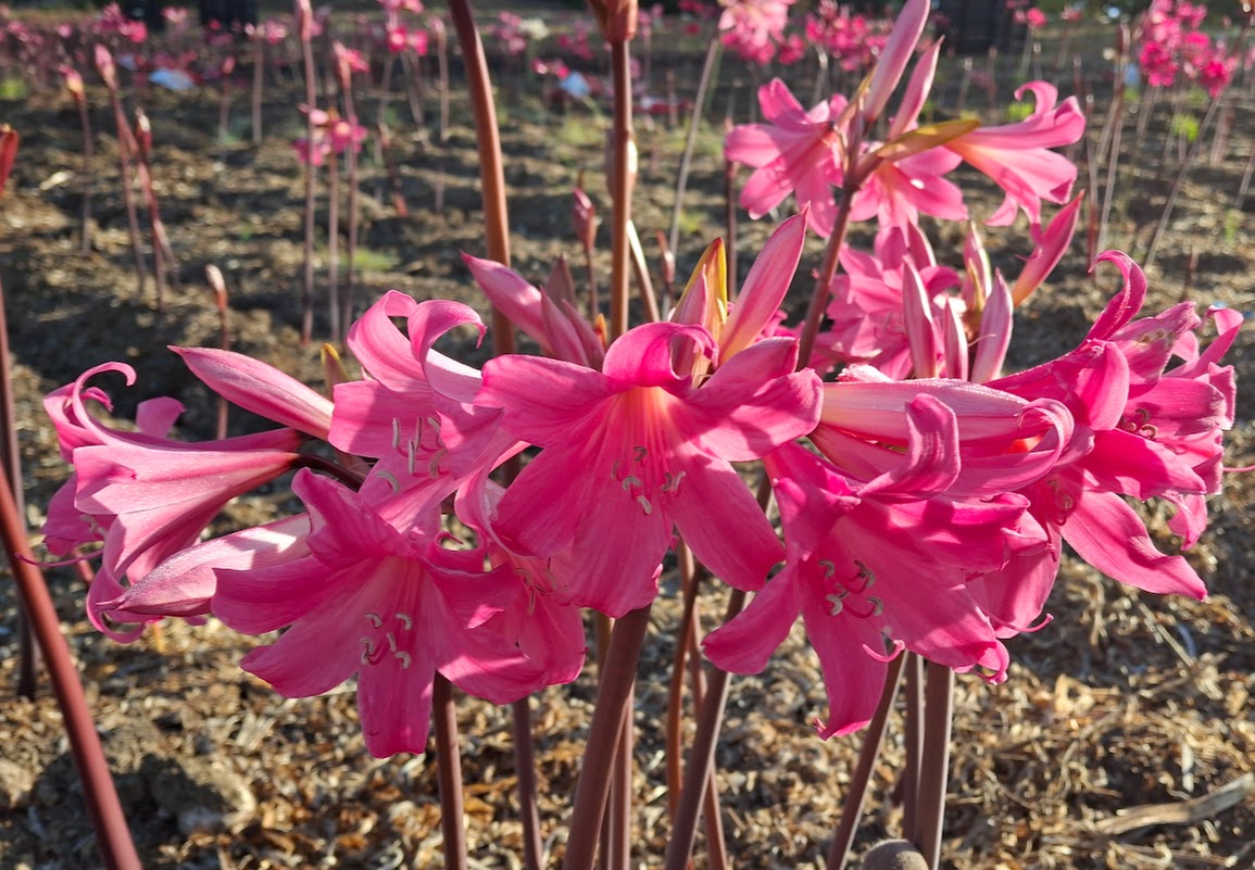 1 Amaryllis Belladonna PPepto