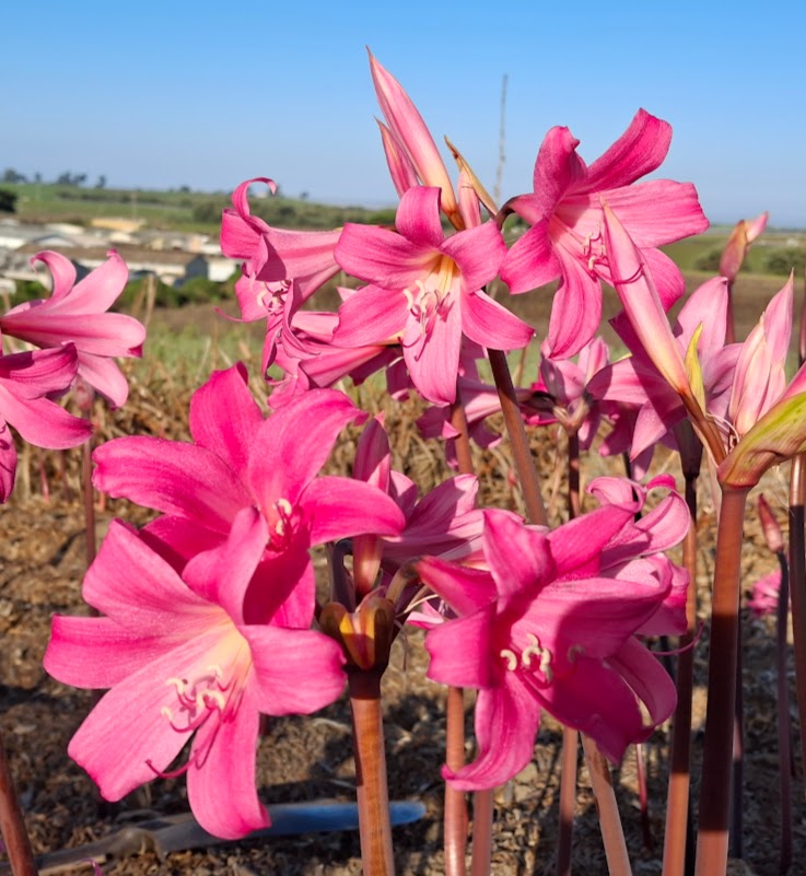 1 Amaryllis Belladonna PPepto