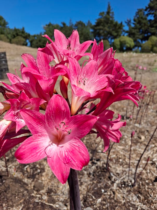 1 Amaryllis Belladonna 91PYTSalmon