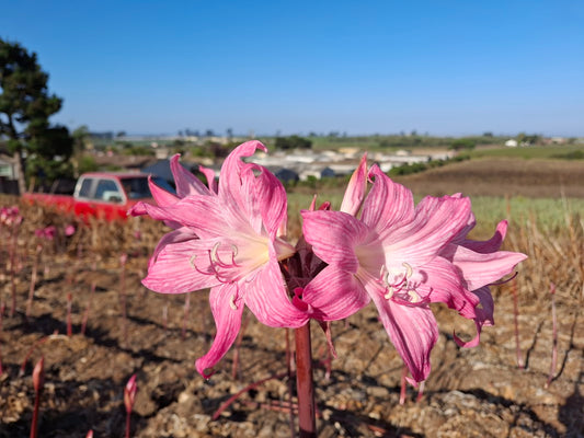 1 Amaryllis Belladonna 91VP1