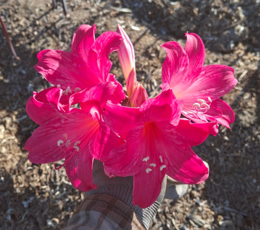 1 Amaryllis Belladonna 91VHP