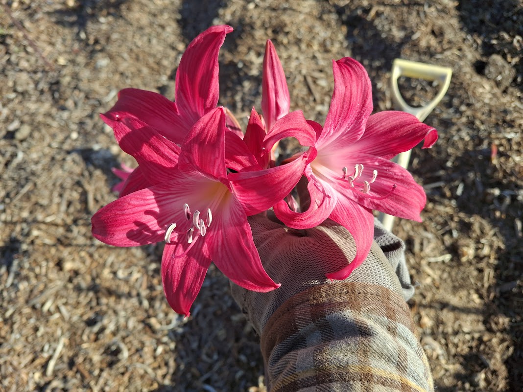 1 Amaryllis Belladonna 91WCherry