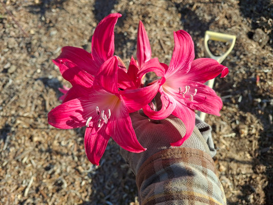 1 Amaryllis Belladonna 91WCherry