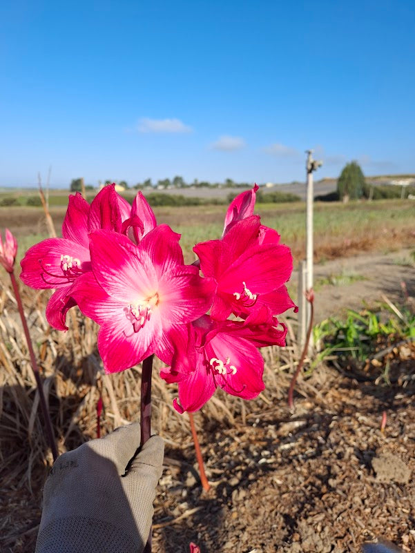 1 Amaryllis Belladonna 91WMg1