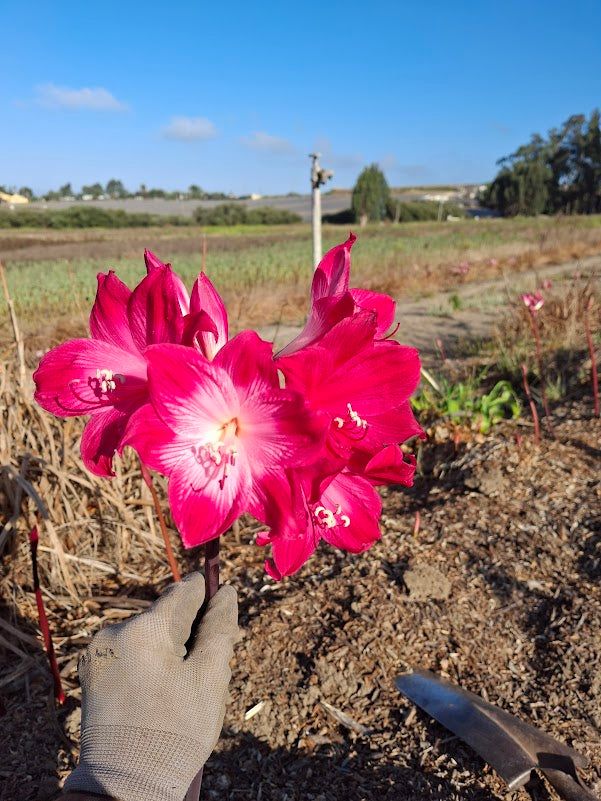 1 Amaryllis Belladonna 91WMg1