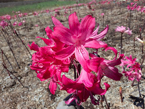 1 Amaryllis Belladonna 91WideThinPetalHP+