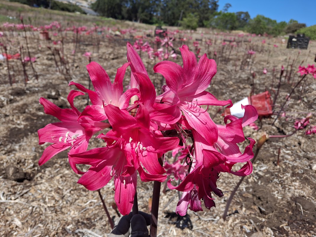 1 Amaryllis Belladonna 91WideThinPetalHP+