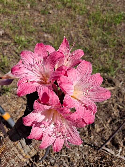 1 Amaryllis Belladonna 92PinkDouble