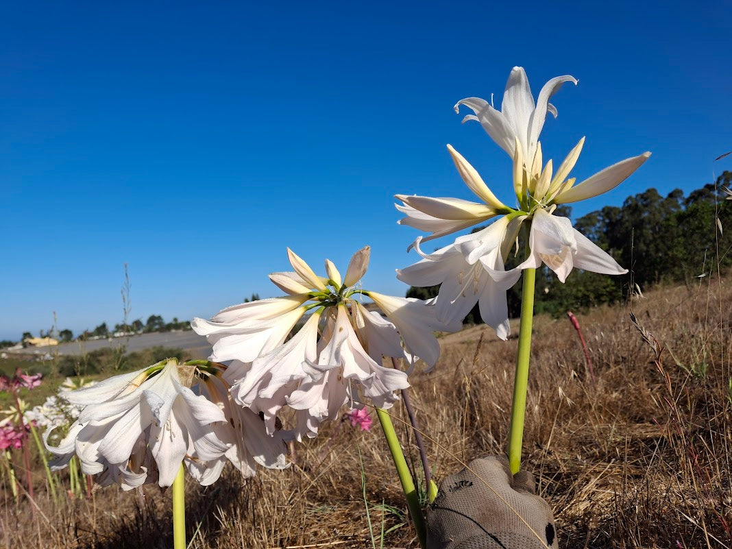 1 Amaryllis Belladonna 93 Angel Trumpet