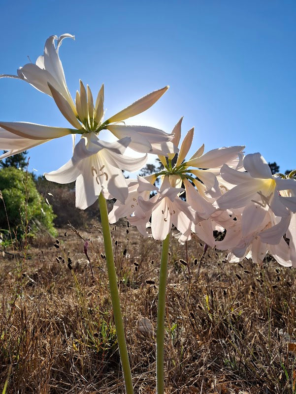 1 Amaryllis Belladonna 93 Angel Trumpet