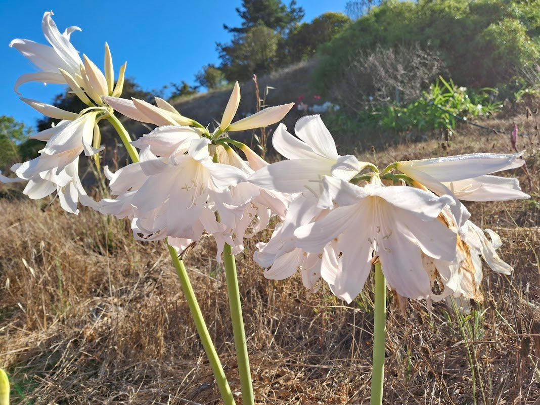 1 Amaryllis Belladonna 93 Angel Trumpet