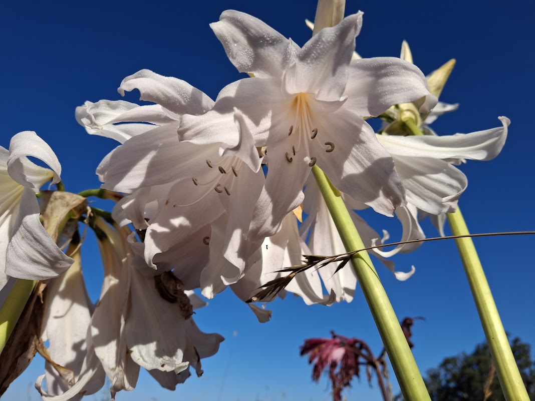 1 Amaryllis Belladonna 93 Angel Trumpet