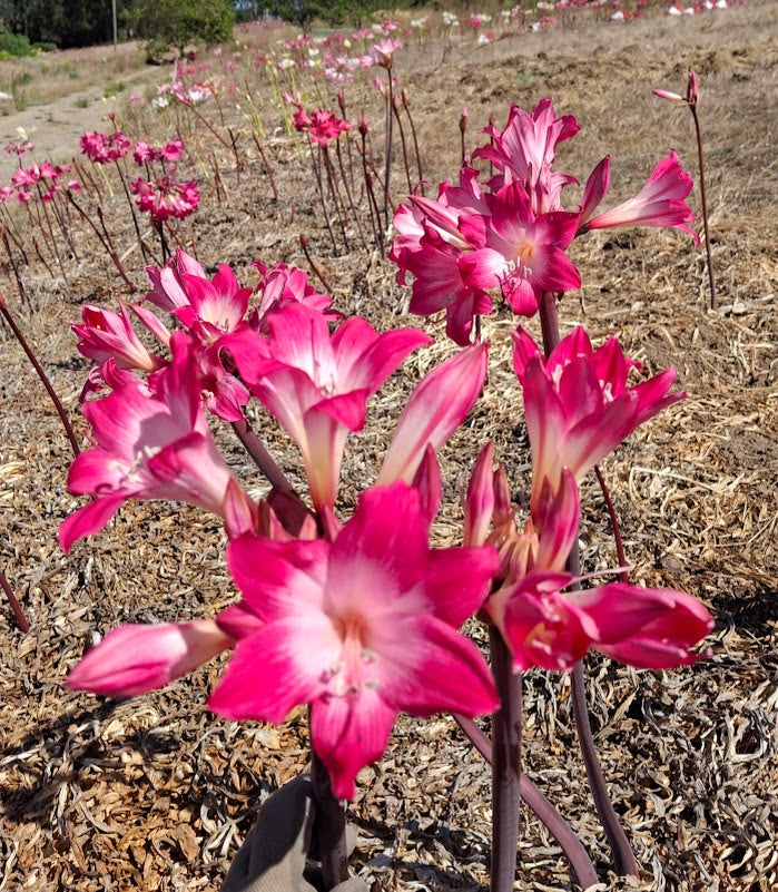 1 Amaryllis Belladonna 93 Angel Trumpet (Copy)