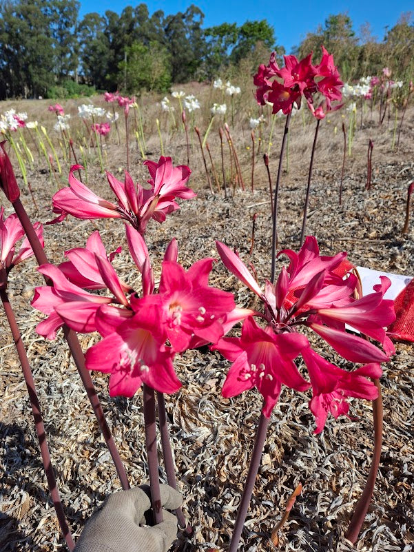 1 Amaryllis Belladonna 93 Cherry3